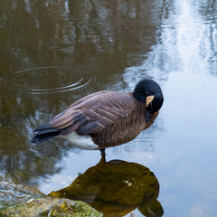 Wild duck clearing feathers