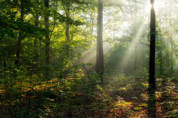 Beautiful sunny morning in green forest