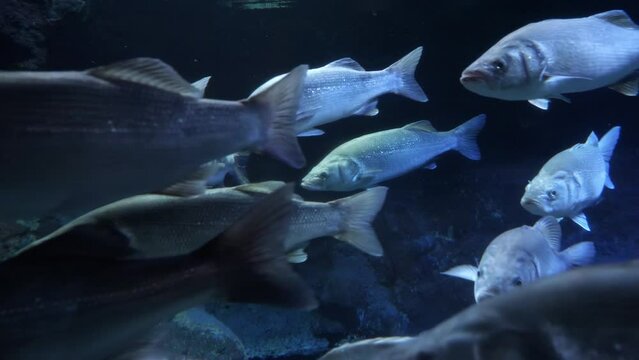 Lots of northern fishes swimming in cold clear ocean water on sea bottom. Abstract underwater background or backdrop.