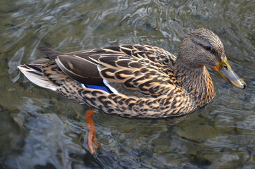 Closeup portrait of wild duck mallard female on the water of park pond.
