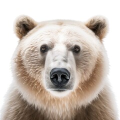 bear on a white background