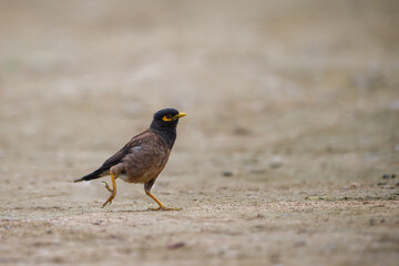 Common Myna - Acridotheres tristis - walks on the ground with confident steps in his beautiful shape
