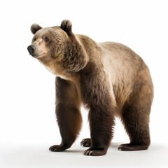 bear on a white background