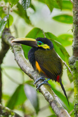 Yellow-eared Toucanet perching on branch