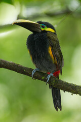 Yellow-eared Toucanet perching on branch