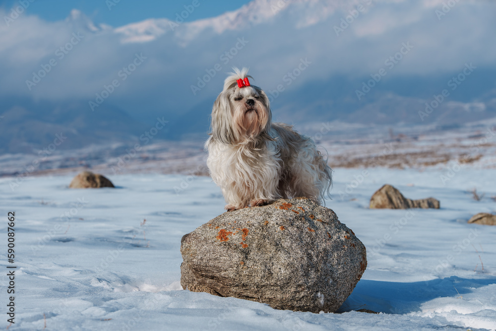 Sticker Shih tzu dog standing on stone on mountains background at winter