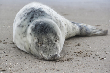 Baby seal relaxing enjoying the lovely day on a Baltic Sea beach. Seal with a soft fur coat long whiskers dark eyes and sharp claws. Harmony with nature. Seal looking inquisitively at the camera