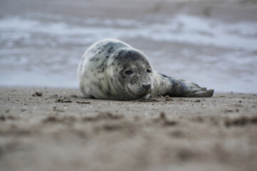Baby seal relaxing enjoying the lovely day on a Baltic Sea beach. Seal with a soft fur coat long whiskers dark eyes and sharp claws. Harmony with nature. Seal looking inquisitively at the camera