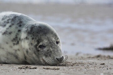 Naklejka premium Baby seal relaxing enjoying the lovely day on a Baltic Sea beach. Seal with a soft fur coat long whiskers dark eyes and sharp claws. Harmony with nature. Seal looking inquisitively at the camera