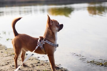 Dog on beach © Maja