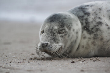 Baby seal relaxing enjoying the lovely day on a Baltic Sea beach. Seal with a soft fur coat long whiskers dark eyes and sharp claws. Harmony with nature. Seal looking inquisitively at the camera