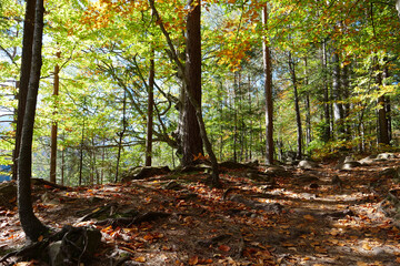 Dovbush path - route through wooded mountain slopes near Yaremche, Ukraine