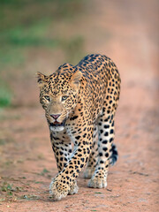 Indian Leopard in its natural habitat. This picture is taken from the northern jungles of India