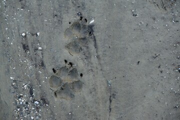 Animal footprints in the mud after the rain. Slovakia