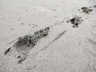 Animal footprints in the mud after the rain. Slovakia