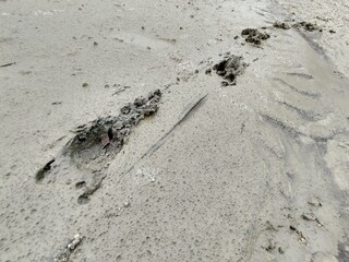 Animal footprints in the mud after the rain. Slovakia