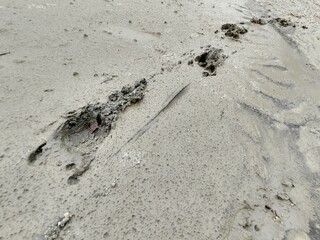 Animal footprints in the mud after the rain. Slovakia