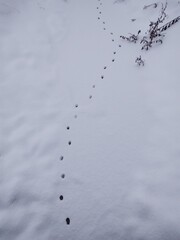 Animal footprints in the snow during winter. Slovakia