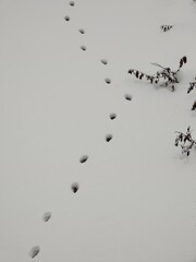 Animal footprints in the snow during winter. Slovakia