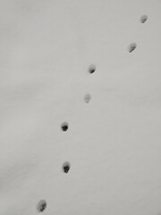 Animal footprints in the snow during winter. Slovakia