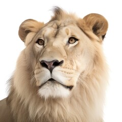 portrait of a lion panthera leo