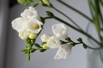 Top view of graceful, beautiful, snow-white freesia flowers and green flower buds. A light gray surface in the background. Copy space. Background for quotes