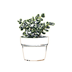 Color sketch of ornamental plants with transparent background