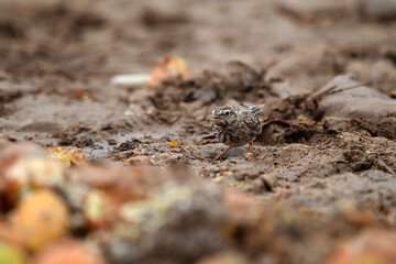 Crested Lark - Galerida Cristata - Eurasian Skylark - Alauda arvensis in desert lands standing on the ground and walking our search for food
