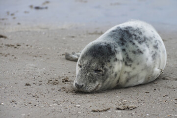 Baby seal relaxing enjoying the lovely day on a Baltic Sea beach. Seal with a soft fur coat long whiskers dark eyes and sharp claws. Harmony with nature. Seal looking inquisitively at the camera