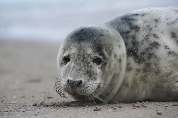 Baby seal relaxing enjoying the lovely day on a Baltic Sea beach. Seal with a soft fur coat long whiskers dark eyes and sharp claws. Harmony with nature. Seal looking inquisitively at the camera
