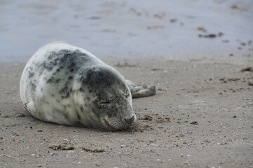 Baby seal relaxing enjoying the lovely day on a Baltic Sea beach. Seal with a soft fur coat long whiskers dark eyes and sharp claws. Harmony with nature. Seal looking inquisitively at the camera