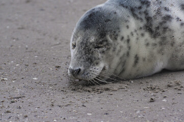 Baby seal relaxing enjoying the lovely day on a Baltic Sea beach. Seal with a soft fur coat long whiskers dark eyes and sharp claws. Harmony with nature. Seal looking inquisitively at the camera