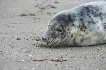 Baby seal relaxing enjoying the lovely day on a Baltic Sea beach. Seal with a soft fur coat long whiskers dark eyes and sharp claws. Harmony with nature. Seal looking inquisitively at the camera