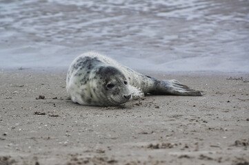 Baby seal relaxing enjoying the lovely day on a Baltic Sea beach. Seal with a soft fur coat long whiskers dark eyes and sharp claws. Harmony with nature. Seal looking inquisitively at the camera