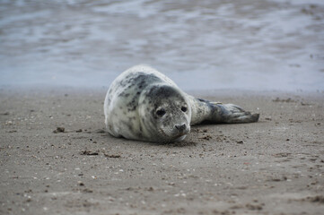 Baby seal relaxing enjoying the lovely day on a Baltic Sea beach. Seal with a soft fur coat long whiskers dark eyes and sharp claws. Harmony with nature. Seal looking inquisitively at the camera