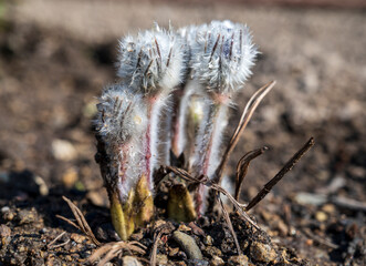 White hairy Anemone plant grows on the ground
