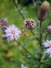 fly on a thistle