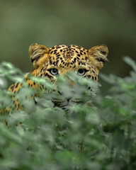 Indian Leopard in its natural habitat