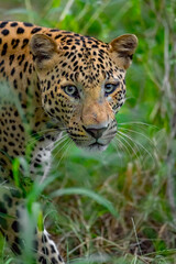 Naklejka na ściany i meble Indian Leopard in its natural habitat