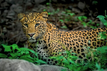 Fototapeta na wymiar Indian Leopard in its natural habitat