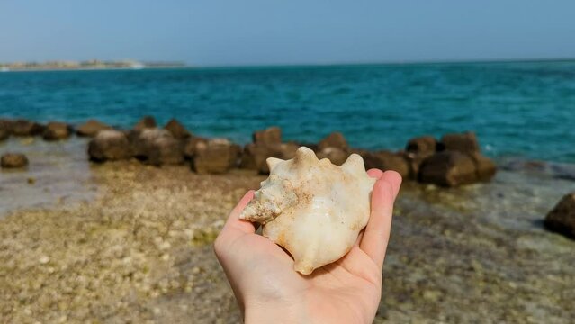 A huge seashell in a woman's hand against the background of the sea. A large seashell next to the waves and sea rocks.