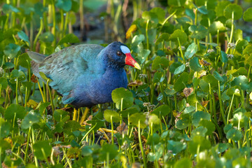 Close-up of Purple Gallinule (Porphyrio martinicus),