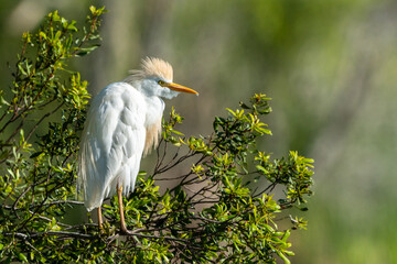 Cattle Egret Perched in Tree