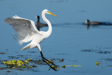 Great Egret landing on pond