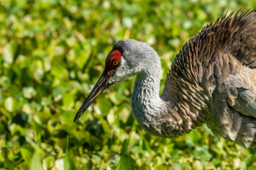 Sandhill crane (Grus canadensis), 