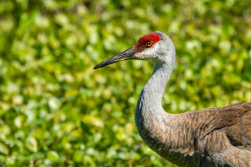 Sandhill crane (Grus canadensis)