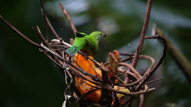 Greater green leafbird eating fruit.