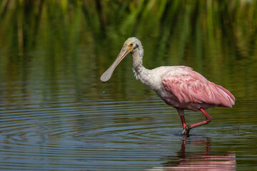  Roseate Spoonbill (Platalea ajaja) feeding
