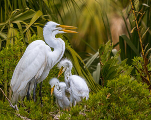 Great Egret parents with baby chicks