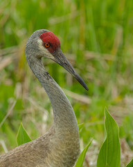 Portrait Close-up of Sandhill crane